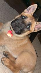Lost Male Dog last seen James Monroe Elementary , Oklahoma City, OK 73112