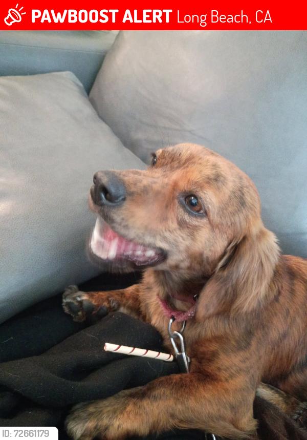 Lost Male Dog last seen 14th and Long Beach Boulevard, Long Beach, CA 90813