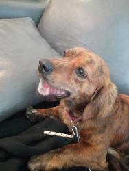 Lost Male Dog last seen 14th and Long Beach Boulevard, Long Beach, CA 90813
