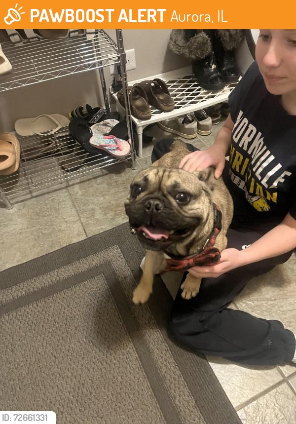 Found/Stray Male Dog last seen White thorn and hafenrichter , Aurora, IL 60503