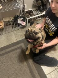 Found/Stray Male Dog last seen White thorn and hafenrichter , Aurora, IL 60503
