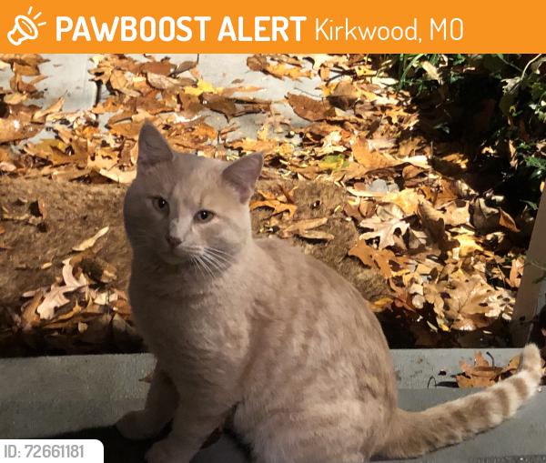 Found/Stray Unknown Cat last seen S. Geyer Road and Big Bend Blvd., Kirkwood, MO 63122