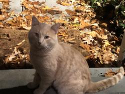 Found/Stray Unknown Cat last seen S. Geyer Road and Big Bend Blvd., Kirkwood, MO 63122