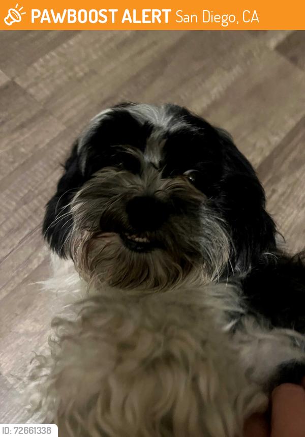 Found/Stray Unknown Dog last seen Orange Ave., San Diego, CA 92105
