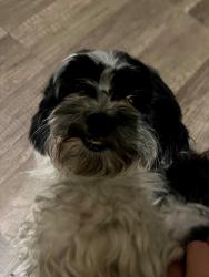 Found/Stray Unknown Dog last seen Orange Ave., San Diego, CA 92105