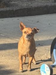 Lost Female Dog last seen Le duke, Longview, TX 75601