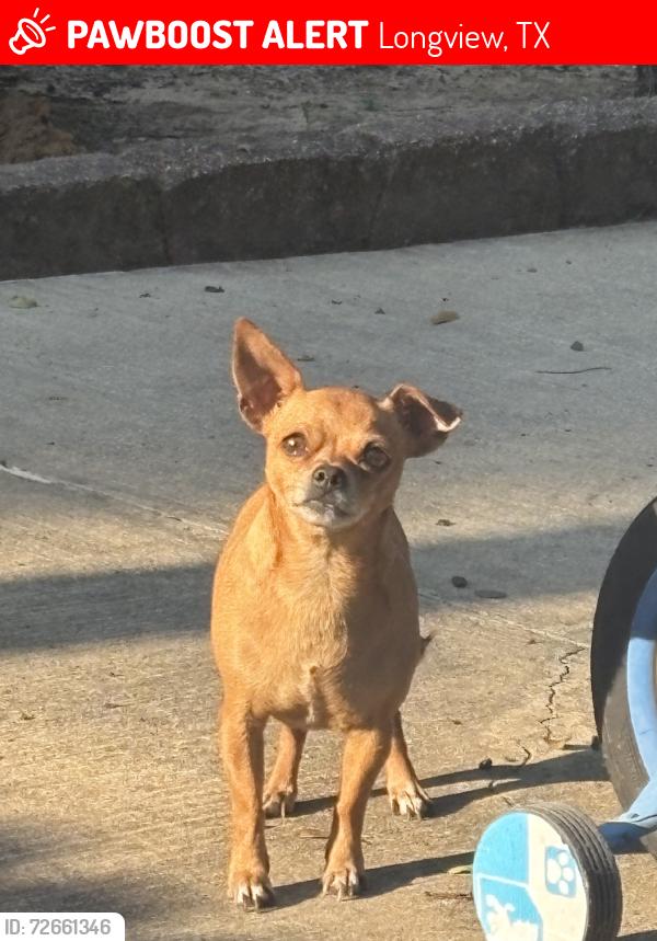 Lost Female Dog last seen Le duke, Longview, TX 75601