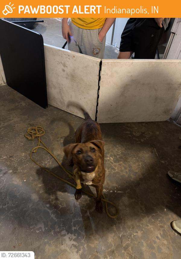 Found/Stray Male Dog last seen Indianapolis , Indianapolis, IN 46222
