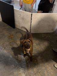 Found/Stray Male Dog last seen Indianapolis , Indianapolis, IN 46222