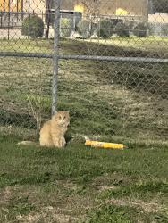 Found/Stray Unknown Cat last seen Heading towards Walmart from hotel behind blue goose cantina off 75 in McKinney , McKinney, TX 75069