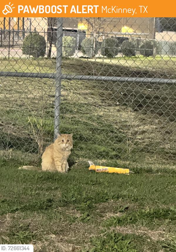 Found/Stray Unknown Cat last seen Heading towards Walmart from hotel behind blue goose cantina off 75 in McKinney , McKinney, TX 75069