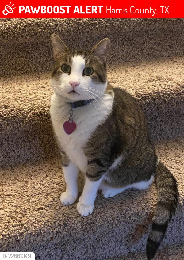 Lost Male Cat last seen Avenfield rd & Spring Cypress, Harris County, TX 77377
