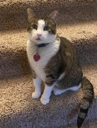 Lost Male Cat last seen Avenfield rd & Spring Cypress, Harris County, TX 77377