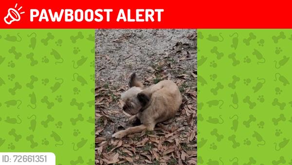 Lost Male Dog last seen N 57th and Jackson street, Escambia County, FL 32506