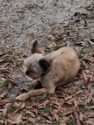 Lost Male Dog last seen N 57th and Jackson street, Escambia County, FL 32506