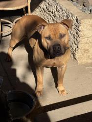 Lost Male Dog last seen Riverside dr. and Monte Vista Chino Ca, Chino, CA 91710