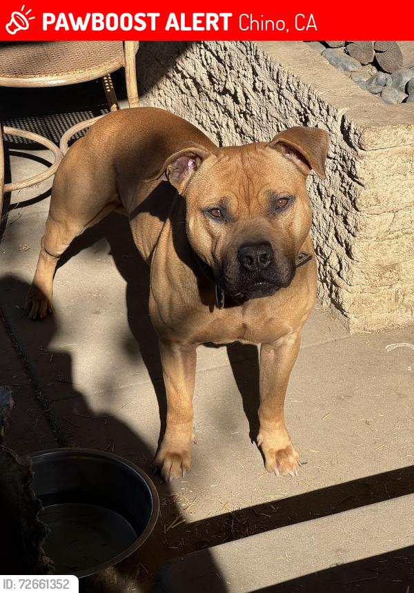 Lost Male Dog last seen Riverside dr. and Monte Vista Chino Ca, Chino, CA 91710