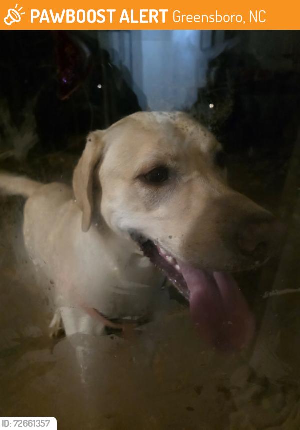 Found/Stray Male Dog last seen Greensboro science center, Greensboro, NC 27455