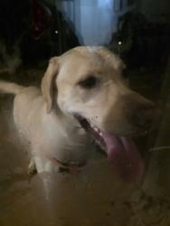 Found/Stray Male Dog last seen Greensboro science center, Greensboro, NC 27455