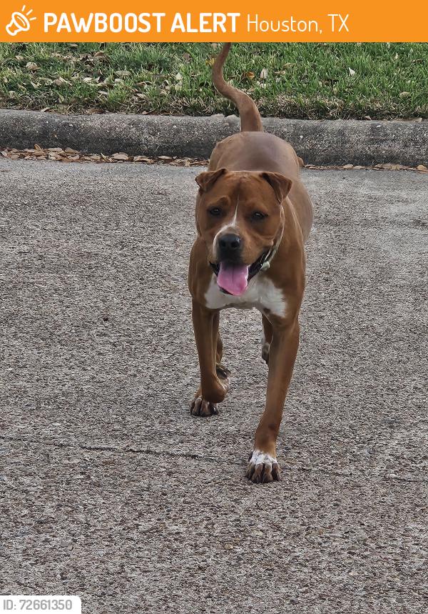 Found/Stray Male Dog last seen Shotwell middle school brownie campbell road, Houston, TX 77086