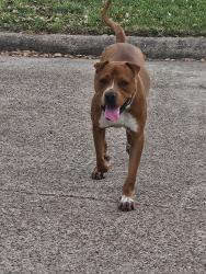 Found/Stray Male Dog last seen Shotwell middle school brownie campbell road, Houston, TX 77086