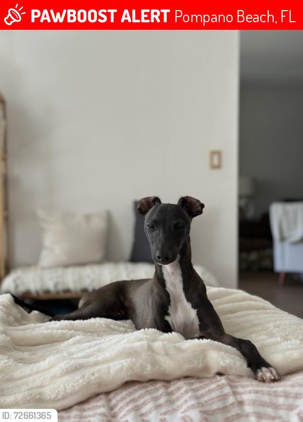 Lost Male Dog last seen Building by lake, Pompano Beach, FL 33069
