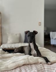 Lost Male Dog last seen Building by lake, Pompano Beach, FL 33069