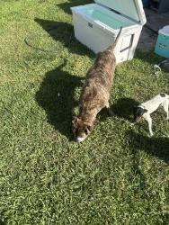 Found/Stray Male Dog last seen 288st 142av, Leisure City, FL 33033