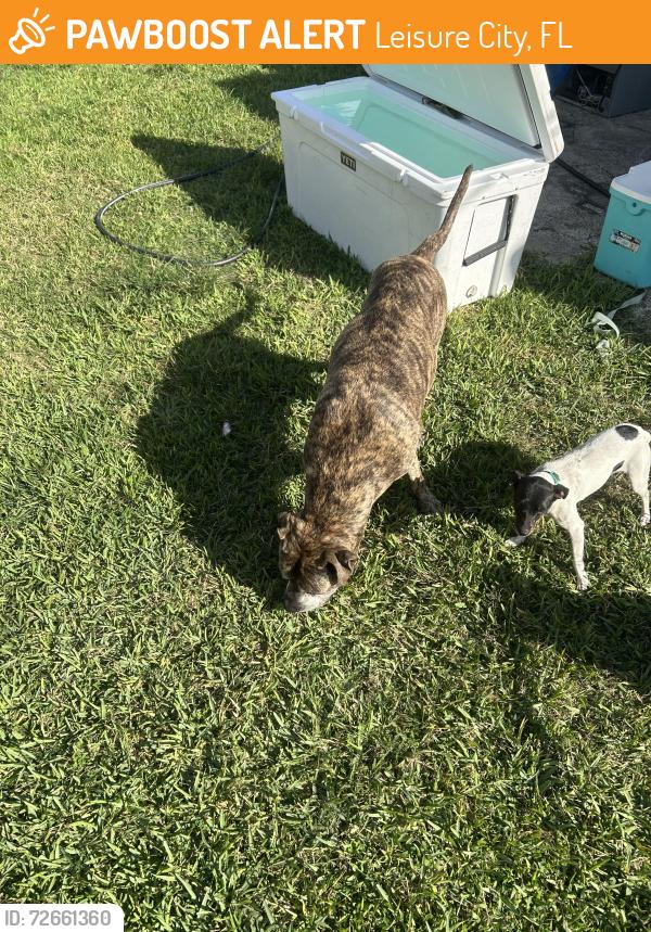 Found/Stray Male Dog last seen 288st 142av, Leisure City, FL 33033