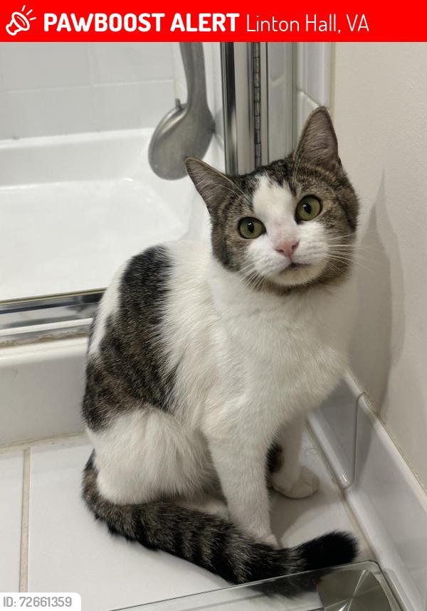 Lost Female Cat last seen Bristow va, Linton Hall, VA 20136