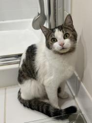 Lost Female Cat last seen Bristow va, Linton Hall, VA 20136