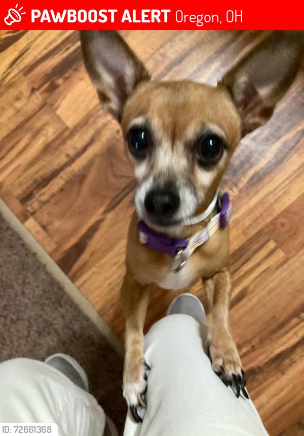 Lost Female Dog last seen Wheeler, Oregon, OH 43616