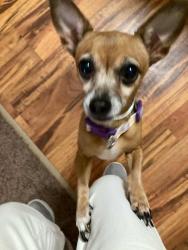 Lost Female Dog last seen Wheeler, Oregon, OH 43616