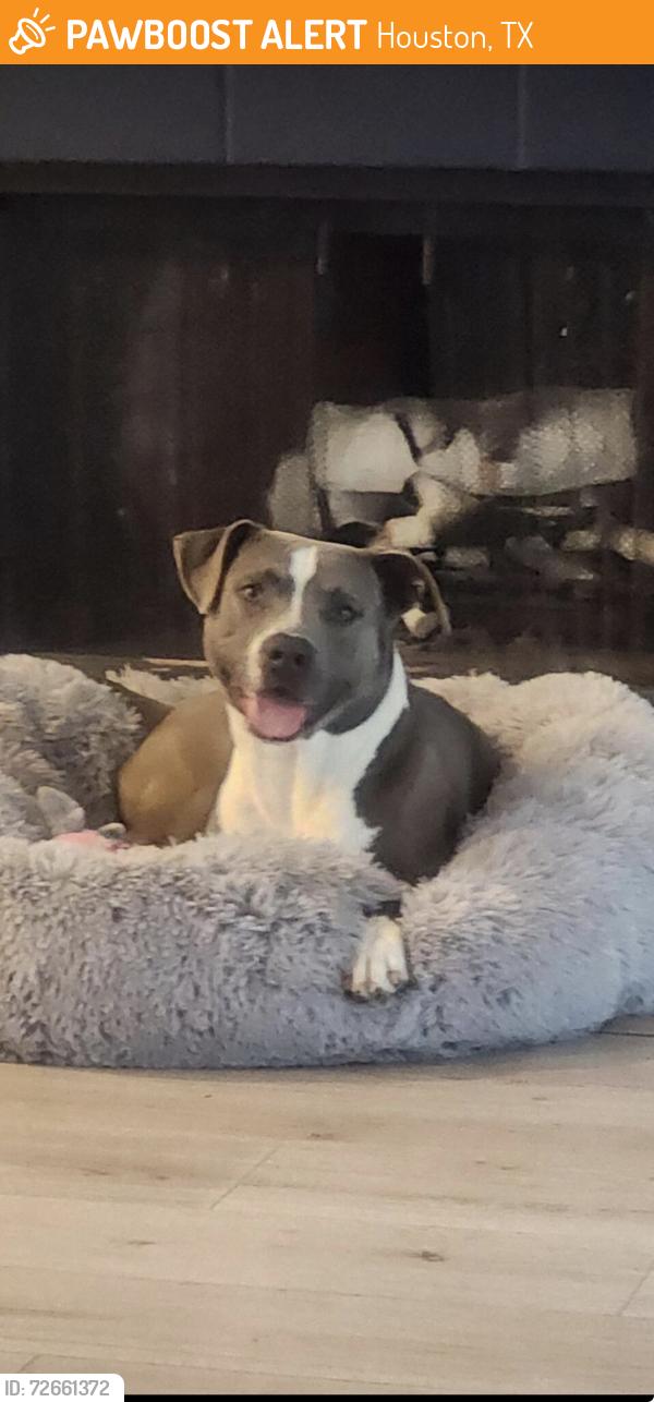 Found/Stray Male Dog last seen Houston heights, Houston, TX 77008