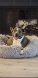 Found/Stray Male Dog last seen Houston heights, Houston, TX 77008