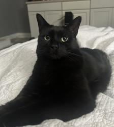 Lost Male Cat last seen Clontz Hill and Perth rd, Troutman, NC 28166