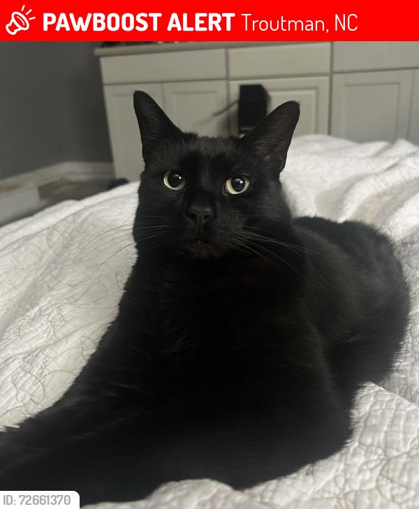 Lost Male Cat last seen Clontz Hill and Perth rd, Troutman, NC 28166