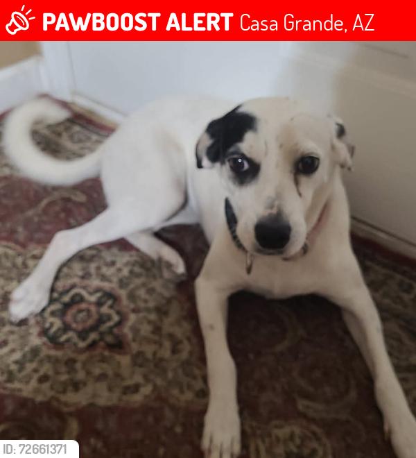 Lost Female Dog last seen Near e Randolph Rd and mannana dr, Casa Grande, AZ 85194