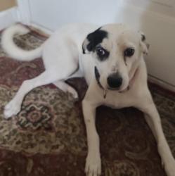 Lost Female Dog last seen Near e Randolph Rd and mannana dr, Casa Grande, AZ 85194