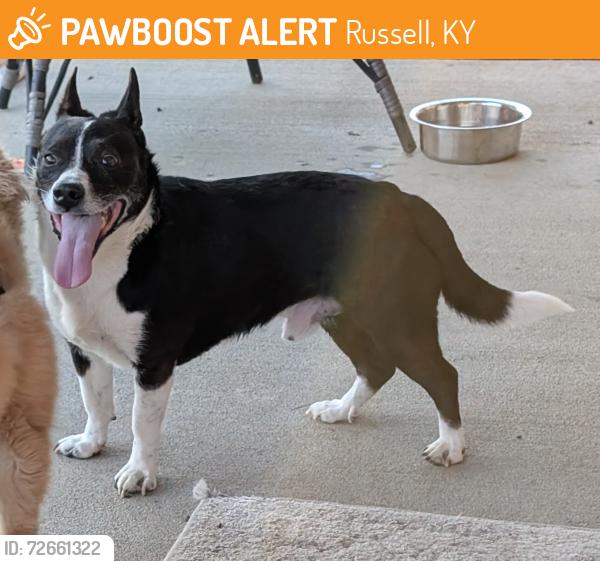 Found/Stray Male Dog last seen Robin Rd and Seaton Drive , Russell, KY 41169