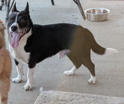 Found/Stray Male Dog last seen Robin Rd and Seaton Drive , Russell, KY 41169