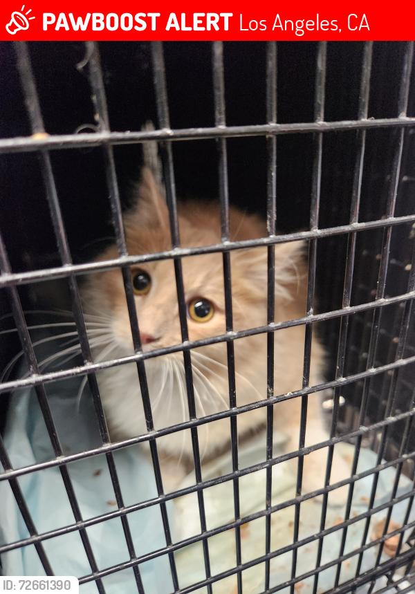 Lost Male Cat last seen Vermont and 68th Street , Los Angeles, CA 90044