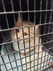 Lost Male Cat last seen Vermont and 68th Street , Los Angeles, CA 90044