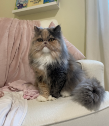Lost Female Cat last seen Near Ethridge Ave NE Olympia, Olympia, WA 98506
