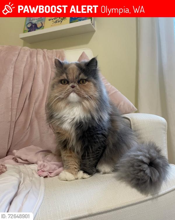 Lost Female Cat last seen Near Ethridge Ave NE Olympia, Olympia, WA 98506