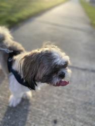 Lost Male Dog last seen Near wimauma FL , Wimauma, FL 33598