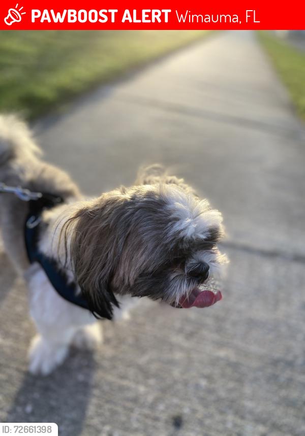 Lost Male Dog last seen Near wimauma FL , Wimauma, FL 33598