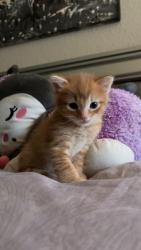Lost Male Cat last seen 54th and Bell, Scottsdale, AZ 85254