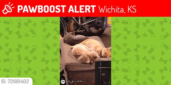 Lost Male Cat last seen Broadway , Wichita, KS 67219