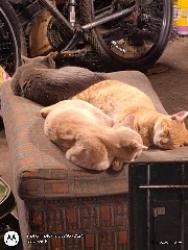 Lost Male Cat last seen Broadway , Wichita, KS 67219